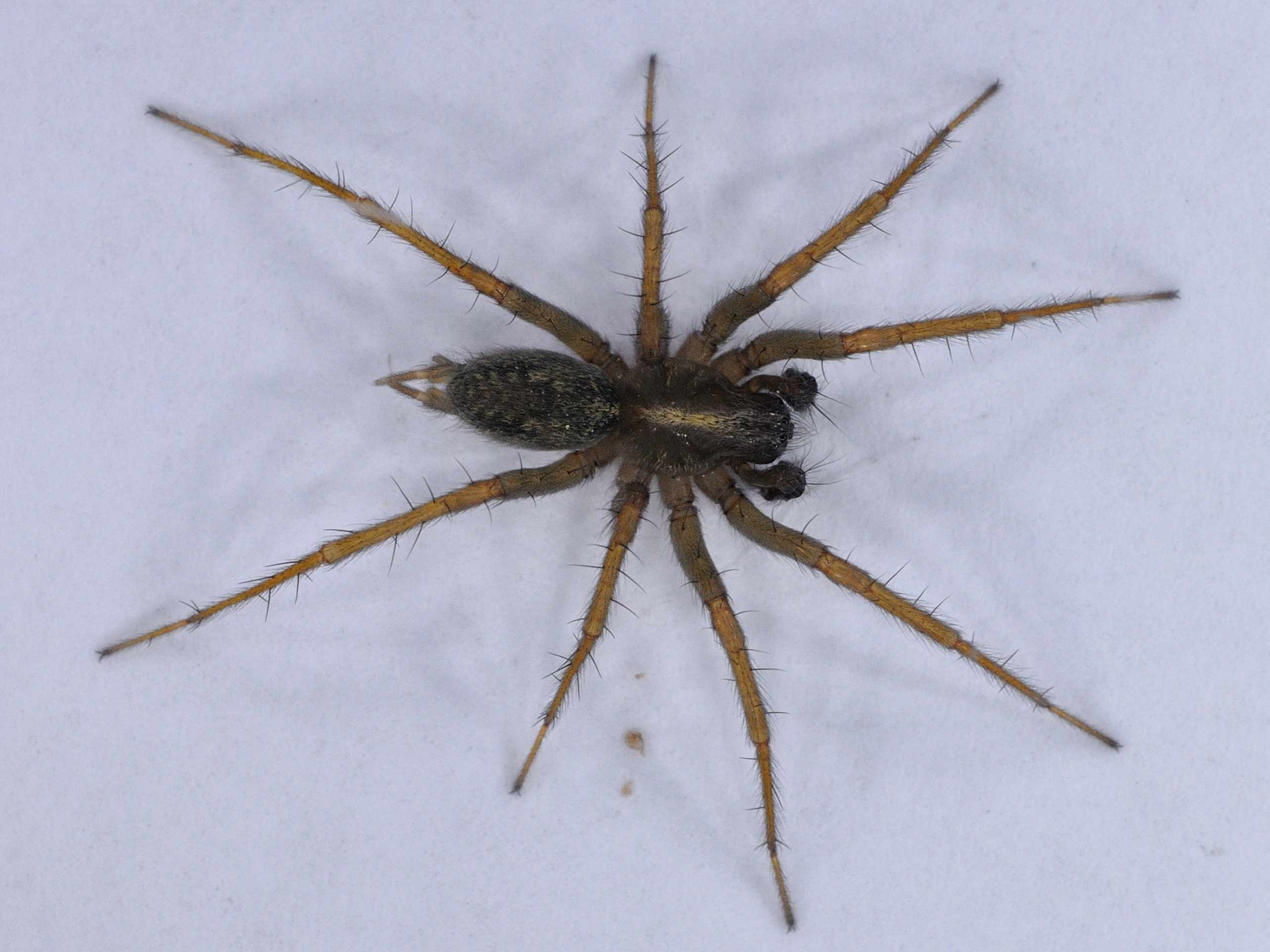 Lycosoides coarctata